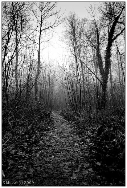 The Leaf way: meme image, deux traitements.