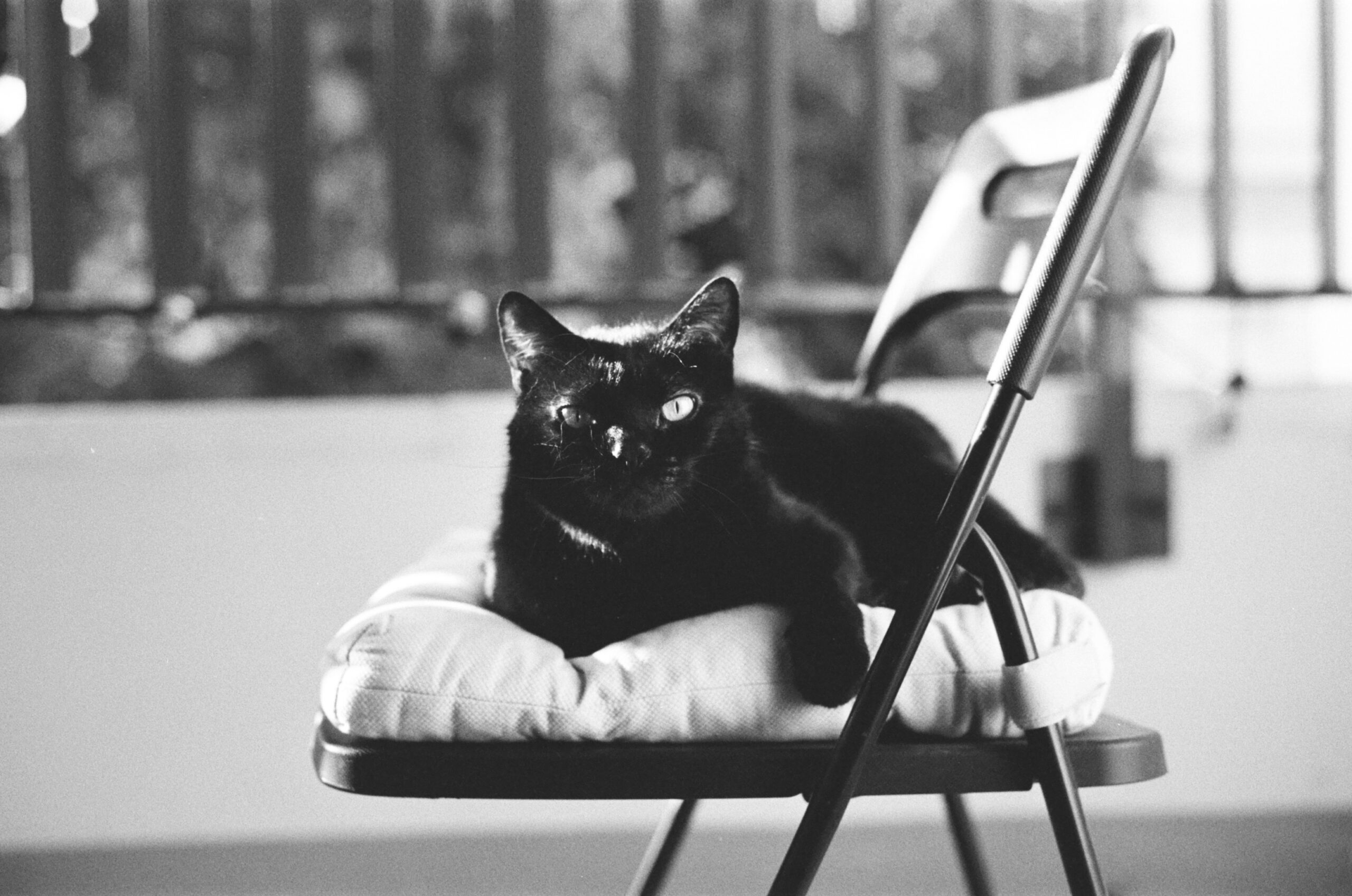 The Watchful Feline